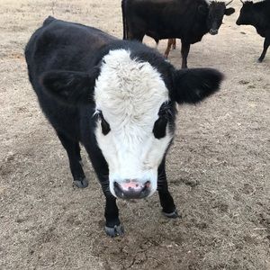 Meet your Posher, Teri